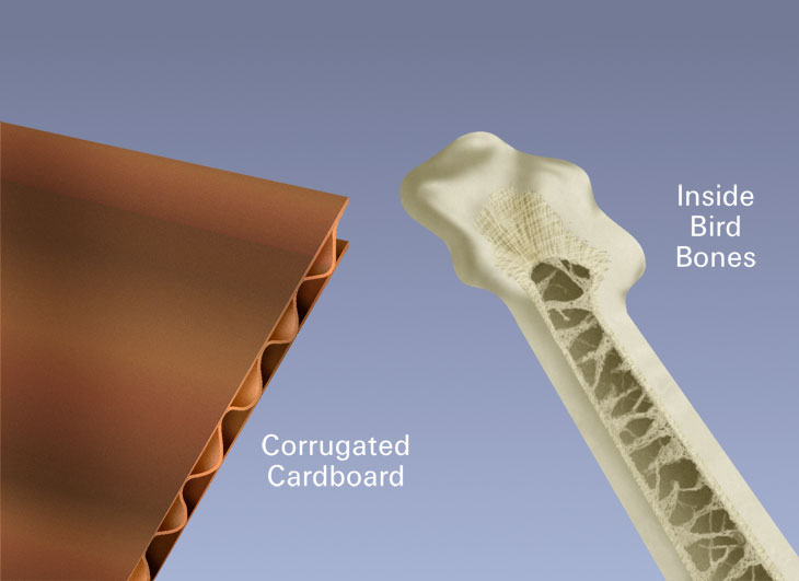 An illustration of the similar structures within corrugated cardboard boxes and bird bones.