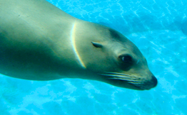 A Sea Lion swimming in water.